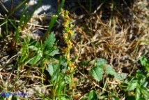 Veronica serpyllifolia (Veronica a foglie di serpillo)