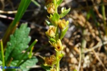 Veronica serpyllifolia (Veronica a foglie di serpillo)