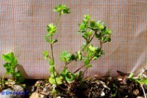 Veronica verna subsp. brevistyla (Veronica a stilo breve)