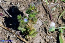 Veronica verna subsp. brevistyla (Veronica a stilo breve)