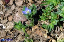 Veronica verna subsp. brevistyla (Veronica a stilo breve)