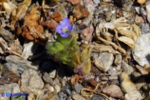 Veronica verna subsp. brevistyla (Veronica a stilo breve)