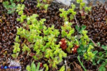 Veronica verna subsp. brevistyla (Veronica a stilo breve)