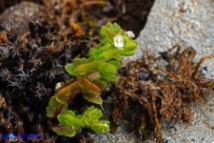 Veronica verna subsp. brevistyla (Veronica a stilo breve)