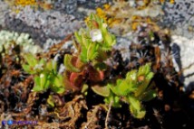 Veronica verna subsp. brevistyla (Veronica a stilo breve)