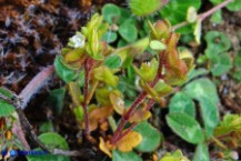 Veronica verna subsp. brevistyla (Veronica a stilo breve)