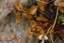 Veronica verna subsp. brevistyla (Veronica a stilo breve): i frutti