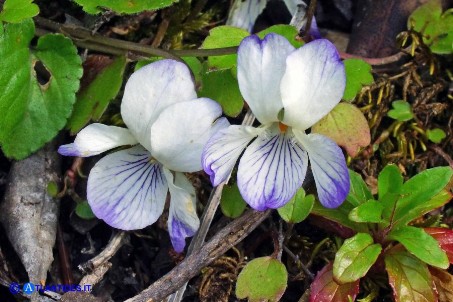  Filago (o Evax) pygmaea