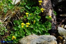 Viola biflora (Viola gialla)