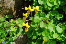 Viola biflora (Viola gialla)