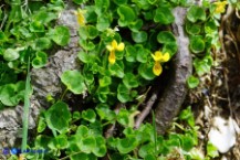 Viola biflora (Viola gialla)