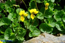 Viola biflora (Viola gialla)