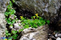 Viola biflora (Viola gialla)