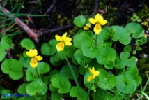 Viola biflora (Viola gialla)