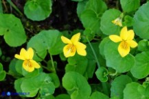 Viola biflora (Viola gialla)