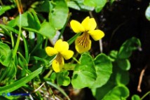 Viola biflora (Viola gialla)