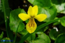 Viola biflora (Viola gialla)