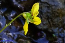 Viola biflora (Viola gialla)