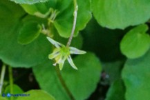 Viola biflora (Viola gialla)
