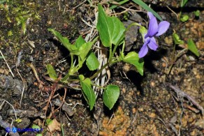 Viola reichenbachiana (Viola silvestre)