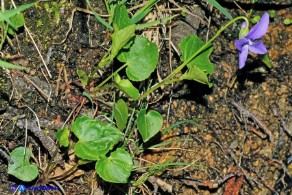 Viola reichenbachiana (Viola silvestre)