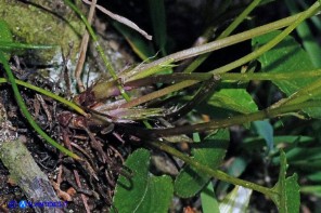 Viola reichenbachiana (Viola silvestre)