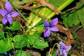 Viola reichenbachiana (Viola silvestre)