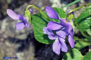 Viola reichenbachiana (Viola silvestre)