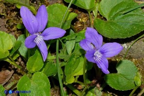 Viola reichenbachiana (Viola silvestre)