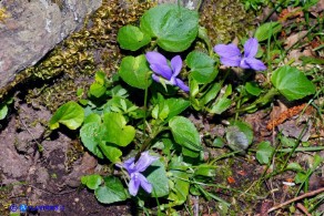 Viola reichenbachiana (Viola silvestre)