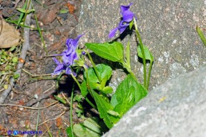 Viola reichenbachiana (Viola silvestre)