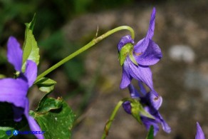 Viola reichenbachiana (Viola silvestre)