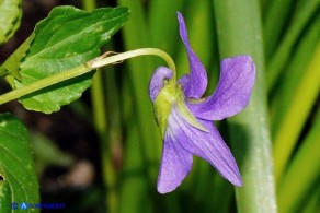 Viola reichenbachiana (Viola silvestre)