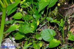 Viola reichenbachiana (Viola silvestre)