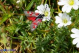 Zygaena corsica (Zigena corsica)