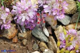 Zygaena corsica (Zigena corsica)