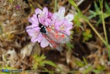 Zygaena corsica (Zigena corsica)