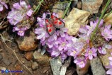 Zygaena corsica (Zigena corsica)