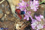 Zygaena corsica (Zigena corsica)
