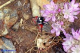 Zygaena corsica (Zigena corsica)