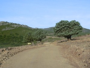 Ginepri  (Juniperus oxycedrus) in prossimità di Arcu 'e Tzippiri