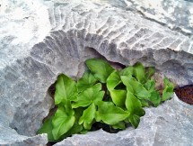 Sentiero Tiscali: Arisaro comune (Arisarum vulgare)