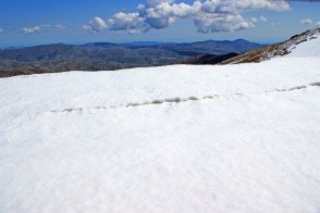 Il Bruncu Spina all'inizio della primavera