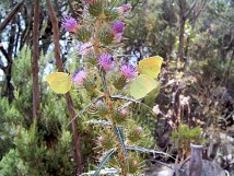 Vai al capitolo PTILOSTEMON CASABONAE. Go to section PTILOSTEMON CASABONAE