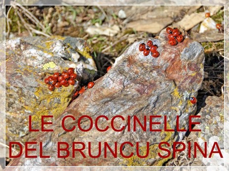 Vai al capitolo LE COCCINELLE DEL BRUNCU SPINA. Go to section LE COCCINELLE DEL BRUNCU SPINA
