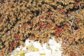 Le coccinelle del Bruncu Spina su Juniperus communis ssp. nana