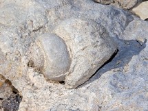 Conchiglia fossile