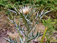 Cardo del Gennargentu (Lamyropsis microcephala)