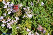 Farfalle della specie Zygaena corsica sui fiori di Thymus herba-barona