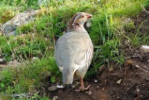Pernice sarda (Alectoris barbara)